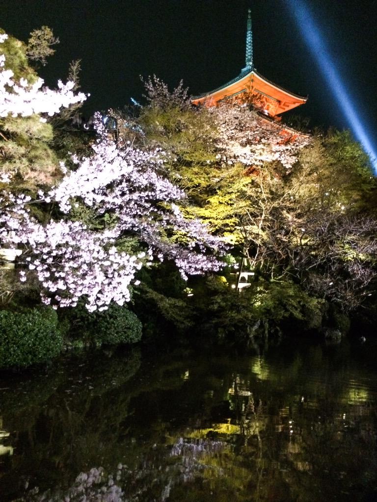 InsideJapan's tweet image. #blossom pic taken by our tour leader in #kyoto #springelegance 
@Japan_Australia @experiencejapan  @JPN_NightView