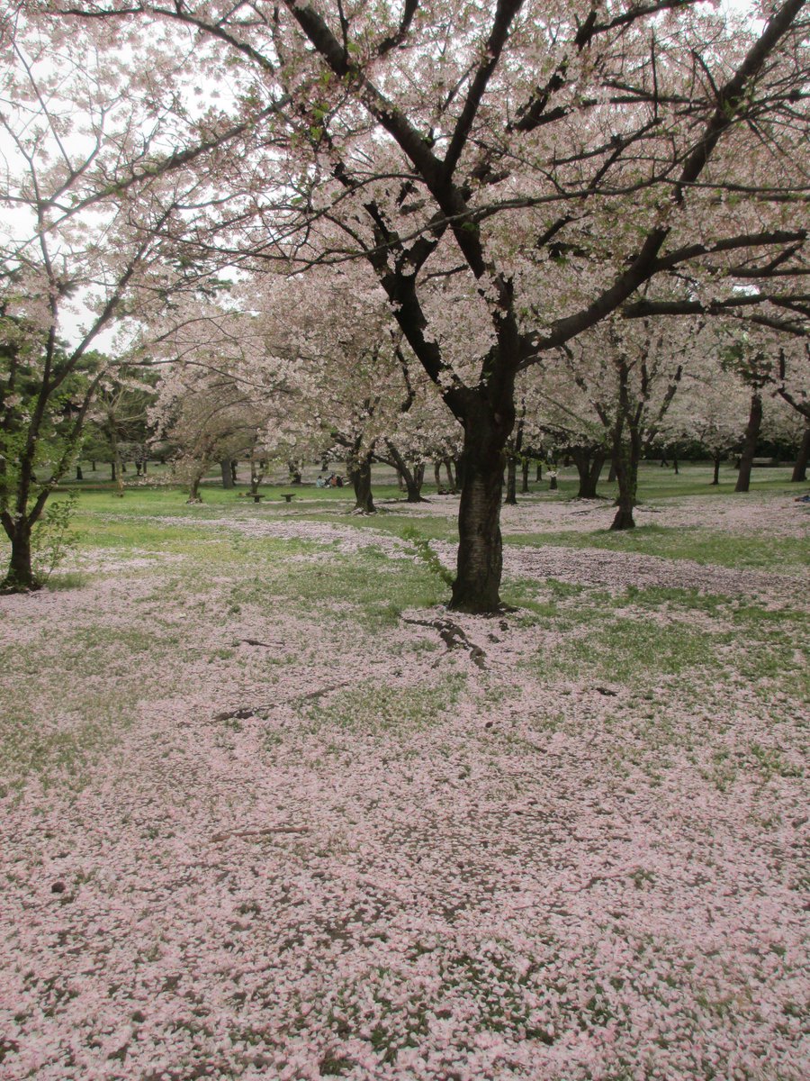 osotoweb's tweet photo. @parkykun 今日は肌寒くって、公園は少し寂しい感じ…。でも、こんな日は桜のじゅうたんを独り占めできるよ！こんなベンチに二人で座ったら、ピンク色の「桜マジック」で、恋も芽生える…かも！？（写真は浜寺公園）　 #osotoweb http://t.co/eb0ydx6Fhp