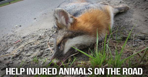 "@peta: Ever seen an animal suffering on the road?  Don't assume they&rsquo;re dead.   WHAT TO DO: http://t<a class="tags" target="_blank" title="On Twitter" href="/?out=eyJ0eXAiOiJKV1QiLCJhbGciOiJIUzUxMiJ9.eyJpYXQiOjE3MjE1OTIxNzIsImlzcyI6InR3cG9ybnN0YXJzLmNvbSIsIm5iZiI6MTcyMTU5MjE3MiwiZXhwIjoxNzUzMTI4MTcyLCJyZWRpcmVjdF91cmwiOiJodHRwczovL3R3aXR0ZXIuY29tL3BldGEifQ.Bb35X4upledYuaqu1iCcumvxWqcBe0TdjXzH6-Ve7pAKWZgYYslGrYeiW_g5QQDM0G6kAdXU5XC9_7DeOLvlnw">@peta</a><a href="/tag/sloths"class="tags"><span>#sloths</span></a>