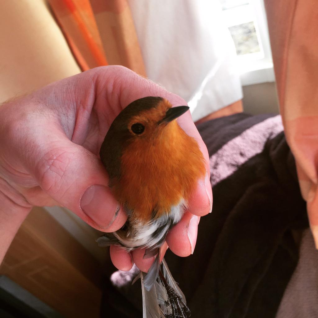 Jason_Kennedy's tweet photo. Had a little ginger visitor this morning! http://t.co/8N8Nfadu3l