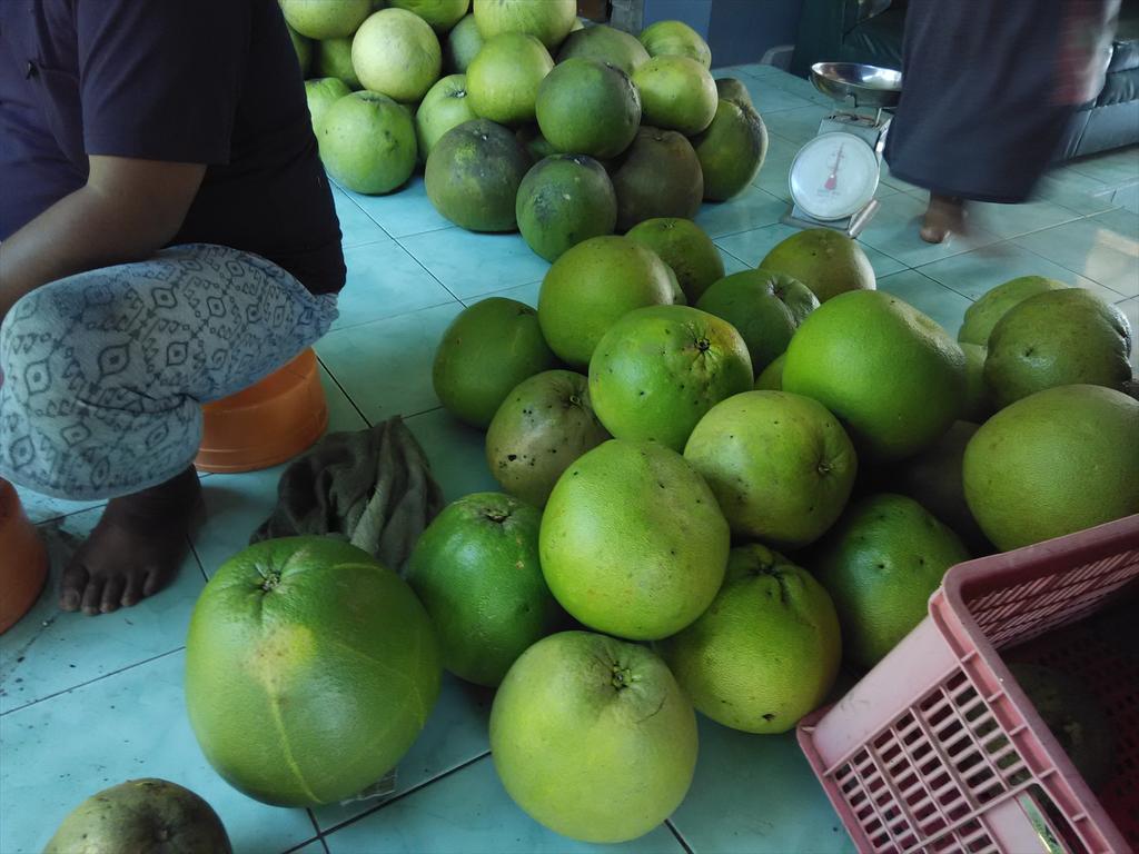 jeruk_pamelo's tweet photo. Jual bibit jeruk pamelo madu bageng. Asli dr pati harga eceran 25.000/ batang ... 085641236704 
#jualbibit #tanaman # http://t.co/3hb9m4KonC