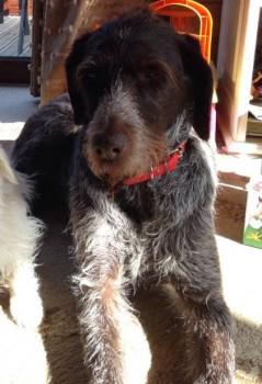 millypod1's tweet photo. @CumbriaCrack  Lost German Wirehaired Pointer Female #Hackthorpe #Penrith #Cumbria #CA10 #CA11 http://t.co/KVO5mcS3Vd http://t.co/U7Xdz6mgoV