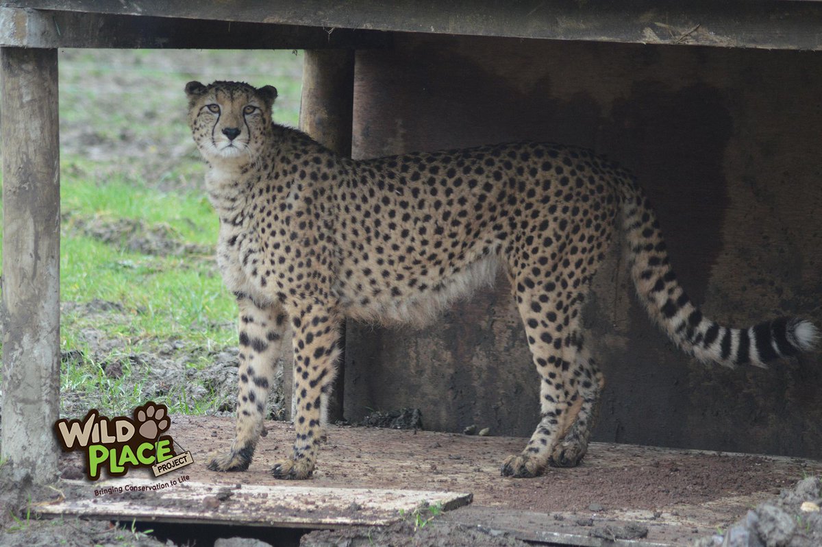 #cheetahs #wildplaceproject #Bristol #outdoors #nature #wildlife