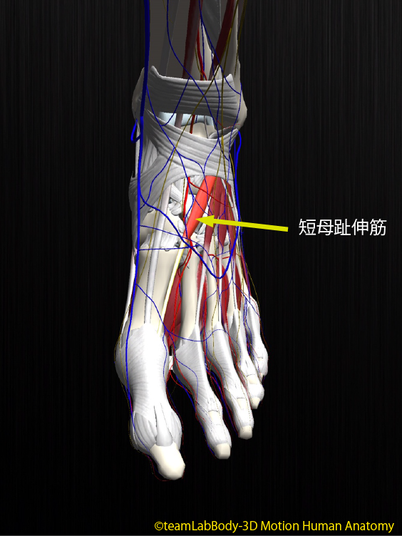 ট ইট র Teamlabbody 短母趾伸筋 起始 踵骨背面 停止 母趾の趾背腱膜 母趾の基節骨底 作用 母趾の中足趾 節 Mtp 関節と近位趾節間 Pip 関節 背屈 拮抗筋 短母趾屈筋 Http T Co Pjkxcftimf ট ইট র Teamlabbody 短母趾伸筋 起始 踵骨背面 停止 母趾の趾背腱膜 母趾の基節骨底 作用 母趾の中足趾 節 Mtp 関節と近位趾節間 Pip 関節 背屈 拮抗筋 短母趾屈筋 Http T Co Pjkxcftimf