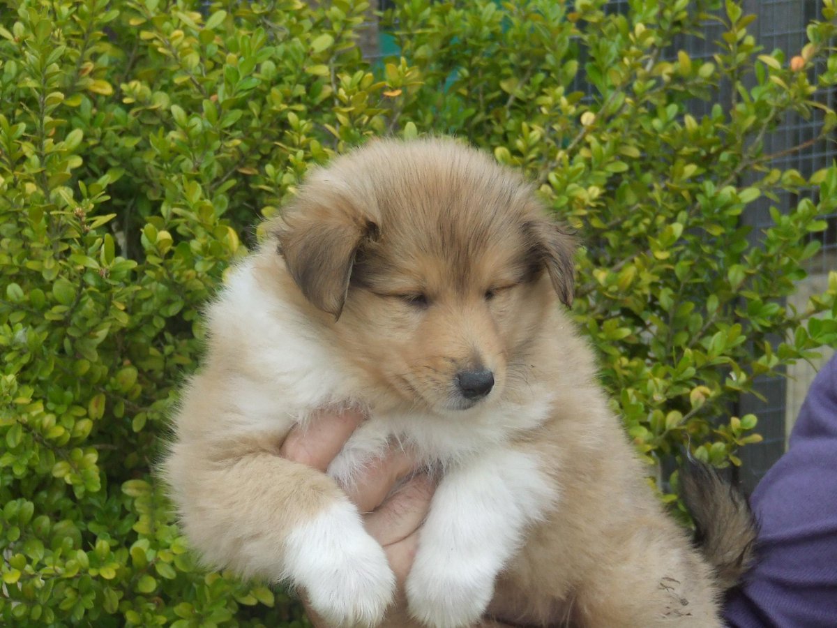 lellierennie's tweet image. Happy 7th Birthday to my darling angel. Can't imagine #lifewithoutyou Thank you for all your loyalty, love and fun.