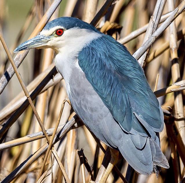 Night Heron brazo del este #birdwatching#birdnerdsgibraltar