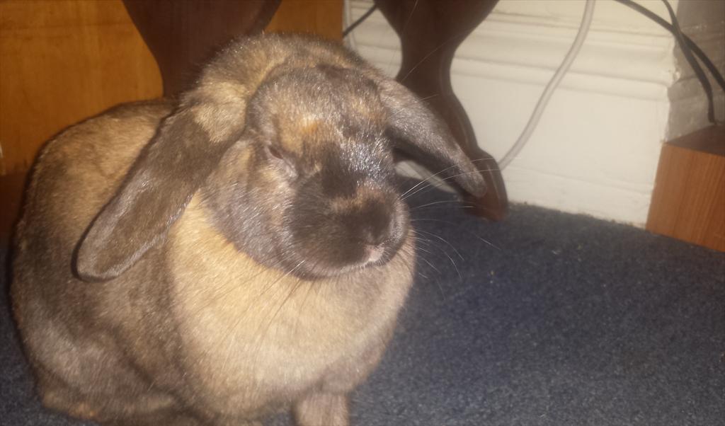 farmerdarrell's tweet image. "The rabbits   
will bare their teeth at   
the #spring moon" ~ Denise Levertov
#PoetryMonth
(Puffy says this #2deep)