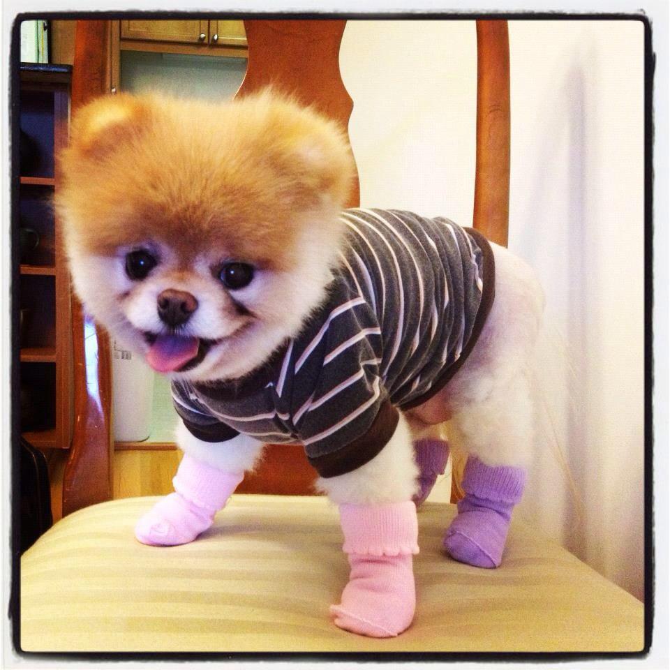 SashaLox45's tweet photo. Lola 🐶 http://t.co/ZFdAuJfM8N