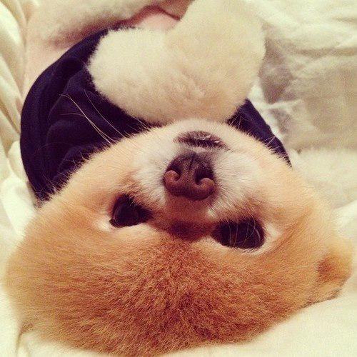 SashaLox45's tweet photo. Lola 🐶 http://t.co/ZFdAuJfM8N