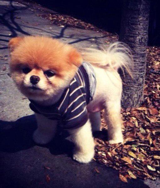 SashaLox45's tweet photo. Lola 🐶 http://t.co/ZFdAuJfM8N