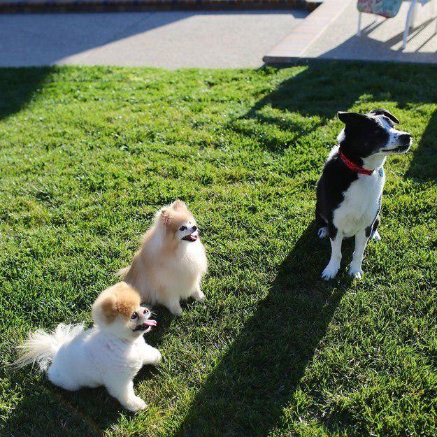 SashaLox45's tweet photo. Pixie 💞
Lola 🐾
Count 💘 http://t.co/R1zYIKJDXr