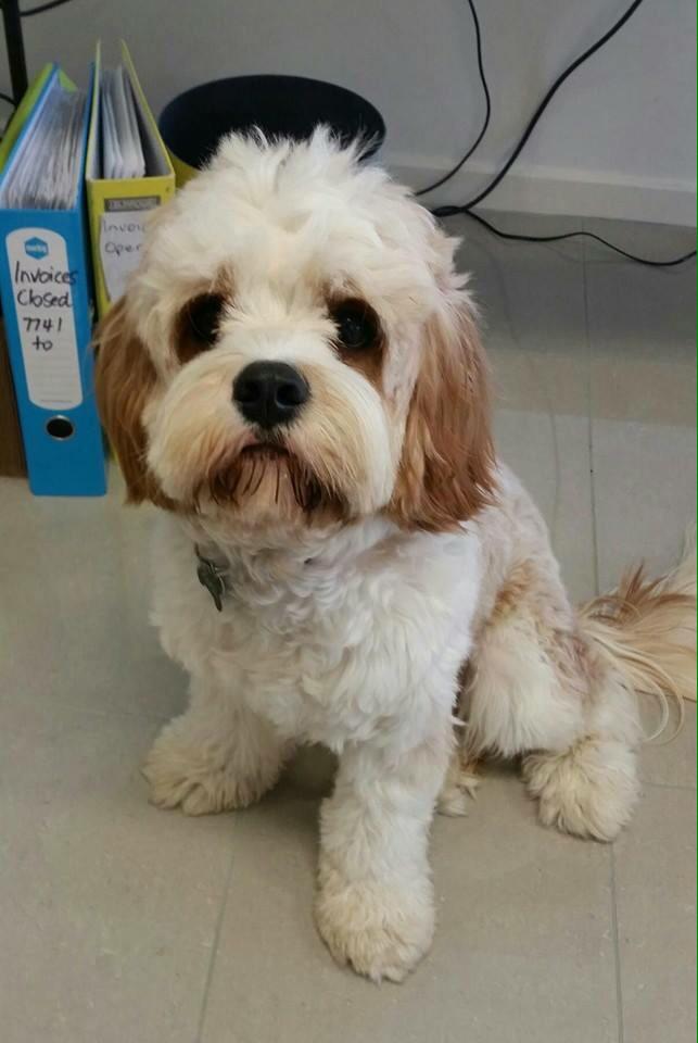 Maverickweller's tweet photo. Harvey is his name he's a kavoodle, who the hell would do such a thing.  Keysborough area please retweet http://t.co/TF0xwh7c1o
