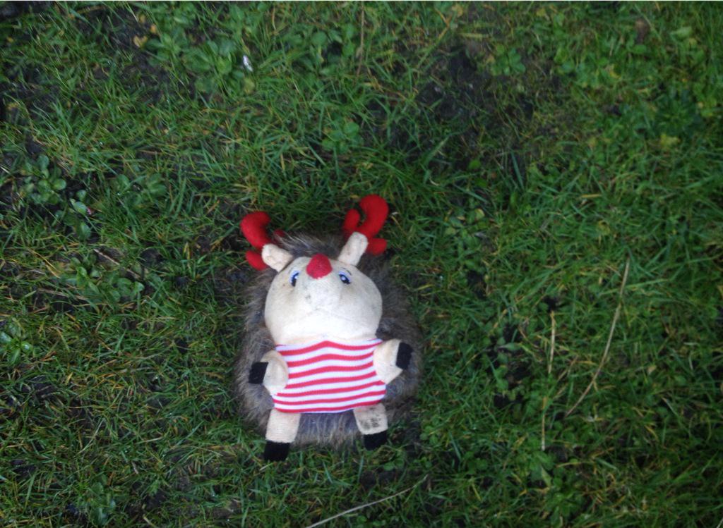 Found a hedgehog in the neighbour's garden