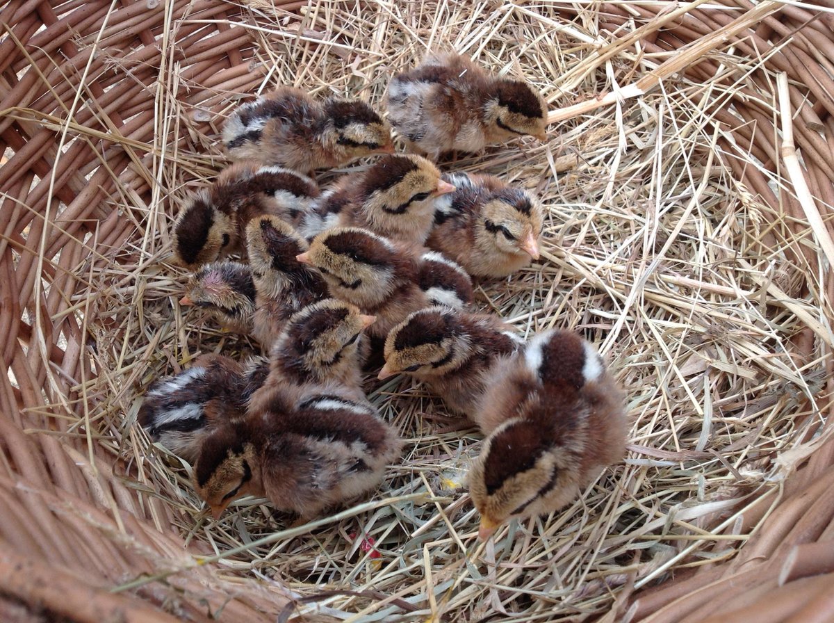 Baylhamfarm's tweet image. Happy #Easter! Kids in Easter bonnets go free today, see you later!
 ow.ly/i/8Q1p9