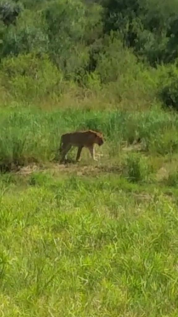 10:05
Young male lion
S114, just N of s118
Vis was 5/5 but went to lie down in bushes
Tinged by Chris &amp; Melani