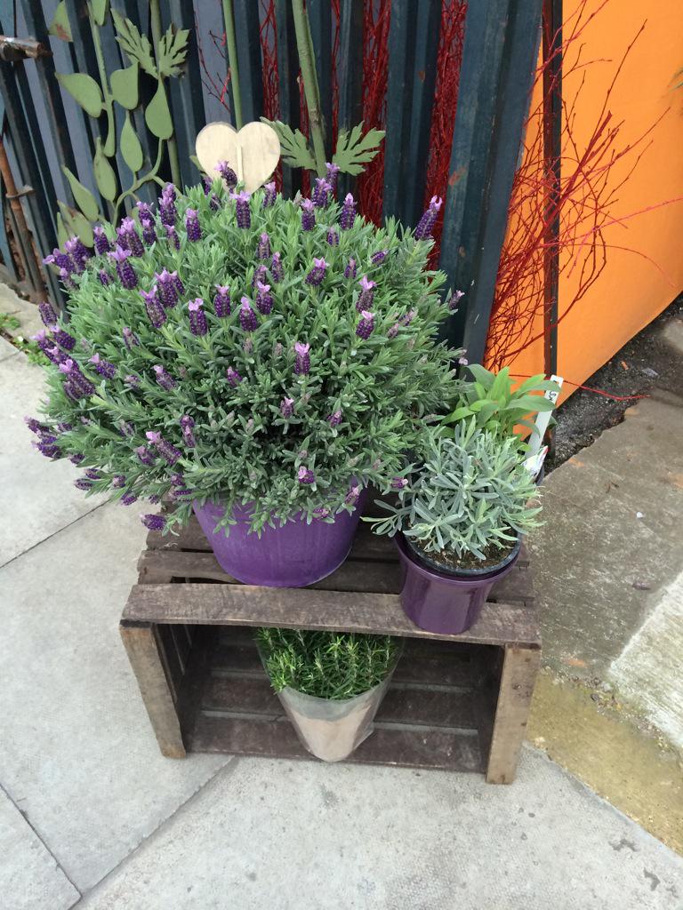 We are open 11.30 ..time to garden ! <a href="/Londonislovinit/">#Londonislovinit</a> <a href="/livingsouth/">Living South</a> <a href="/BellendenRoad/">Bellenden Road</a> @AroundDulwich <a href="/se15/">SE15</a> @Peckhamist