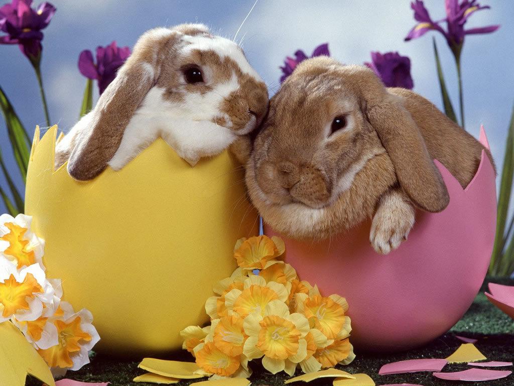 IntoneDesigns's tweet photo. Wishing All Our Customers, Friends, Family &amp; Staff A Happy Easter &amp; A Great Bank Holiday. Have Fun Everyone. X http://t.co/AyqtbDoDMw