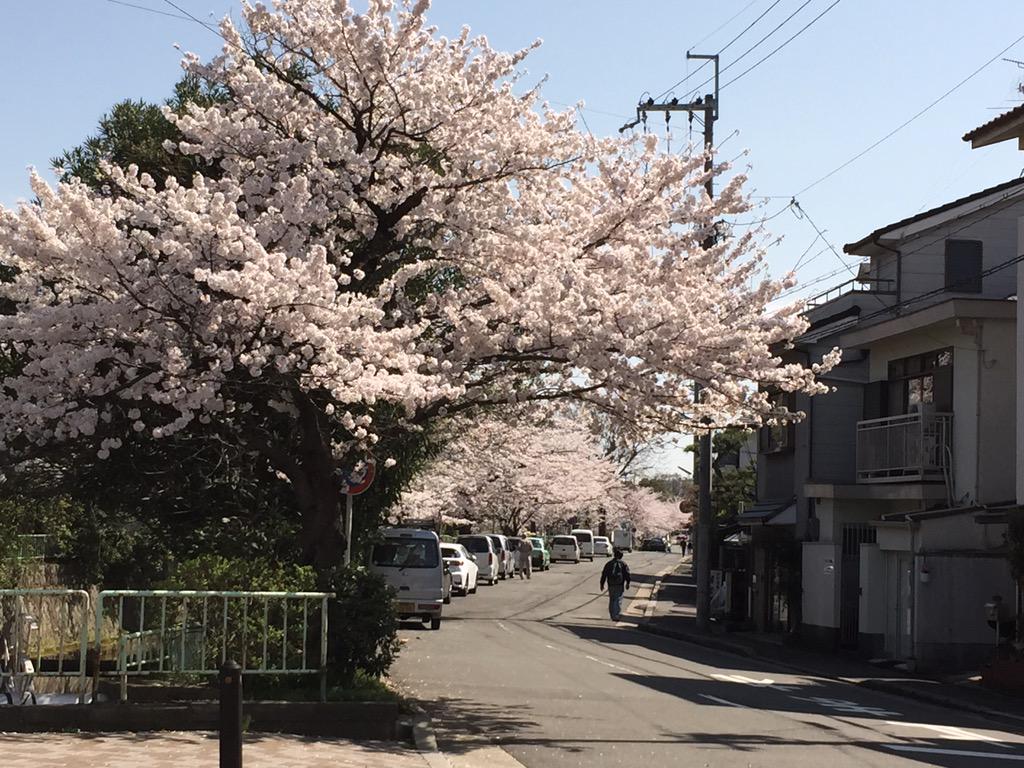 JunethaSyed's tweet image. Spring in Kyoto, awesome as always 😄😇