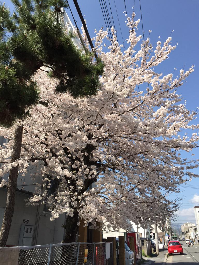 JunethaSyed's tweet image. Spring in Kyoto, awesome as always 😄😇