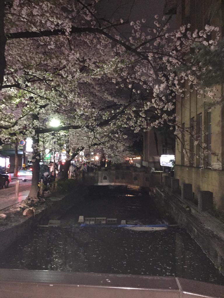 JunethaSyed's tweet image. Spring in Kyoto, awesome as always 😄😇