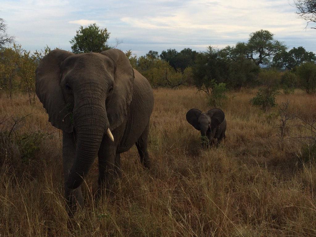 TinkerTailorSA's tweet photo. “@BenguelaTrading: Baby Elephant with its mother. @andBeyondSafari #Kirkmans http://t.co/zUuV68VHVs”Mamas and babes in all we do. 😊 so sweet