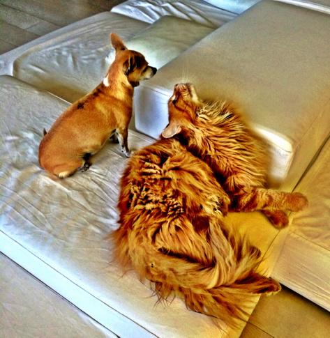 Buona Domenica dalla Casa di Cura Rivelli Tigrisc e Spock say Hello http://t.co/u9dpj5B2D5