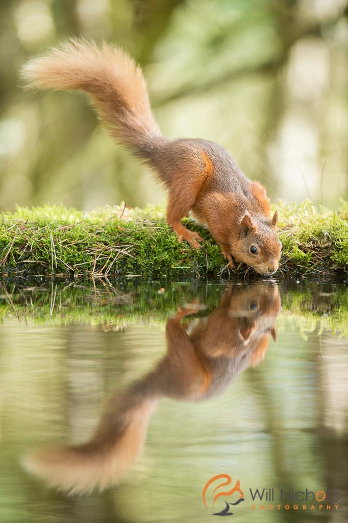 Will Nicholls tweet media