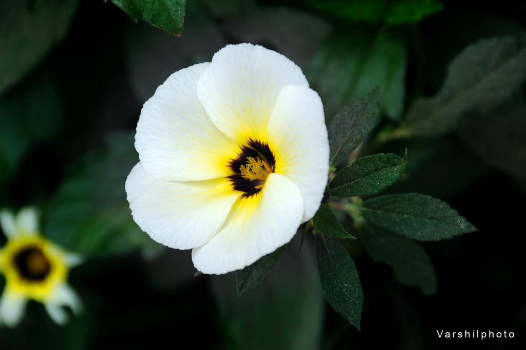 varshilanchan's tweet photo. Varshil copyright 
Nikon d90 http://t.co/VXU5Dhd5yU