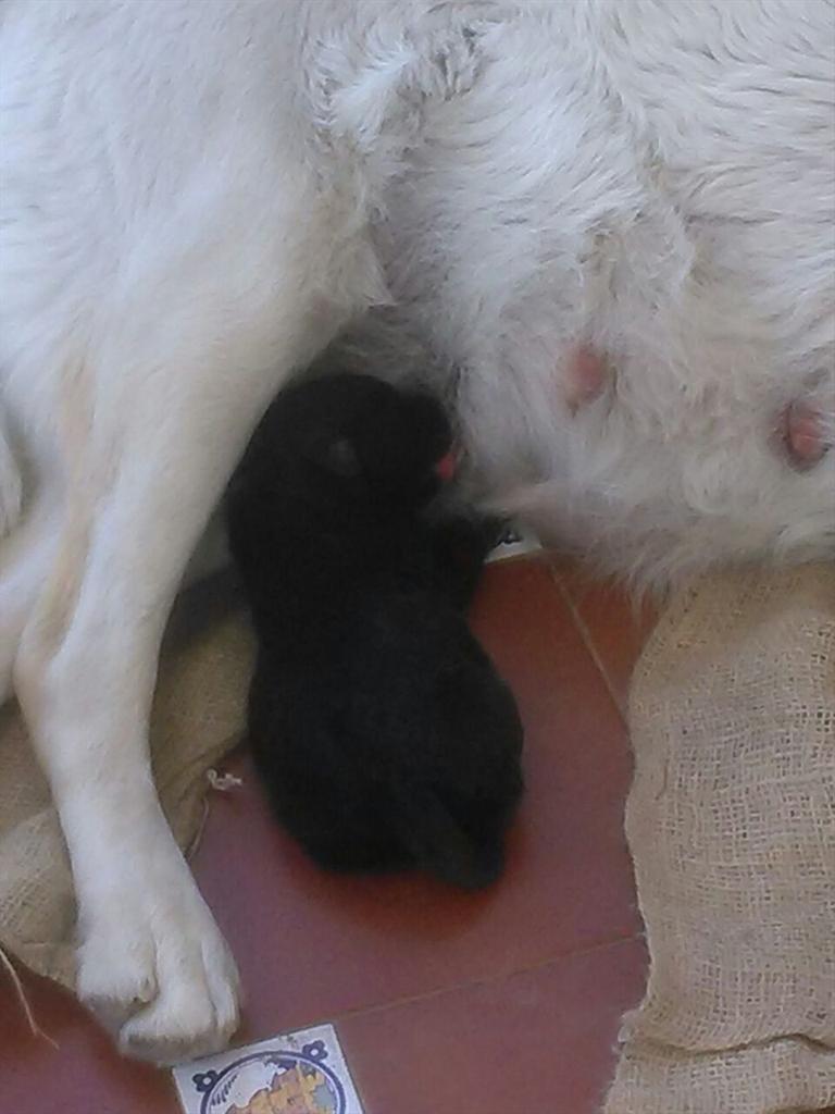 virginiacf87's tweet photo. Este cachorro necesita ayuda,si no lo adoptan no lo dejan con vida!!!@ArcaCordoba @CORDOBACABREADA http://t.co/cbsTqTH8QX
