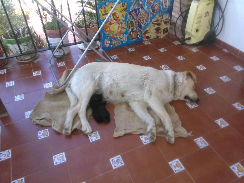 virginiacf87's tweet photo. Este cachorro necesita ayuda,si no lo adoptan no lo dejan con vida!!!@ArcaCordoba @CORDOBACABREADA http://t.co/cbsTqTH8QX