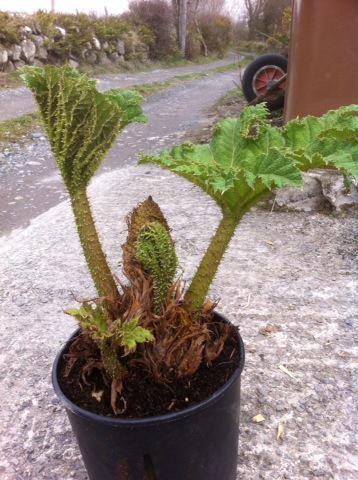 One nice big Gunnera manicata! Will be available on our <a href="/Plantedd/">David Wong</a> ship today! #poshplants
