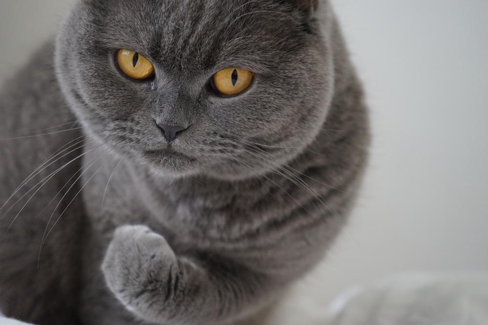 emilysounds's tweet photo. She's serious! #dontmesswithbluebell #lol #cats #catsoftwitter #photography #photo #britishshort http://t.co/oMQQZVnMTb