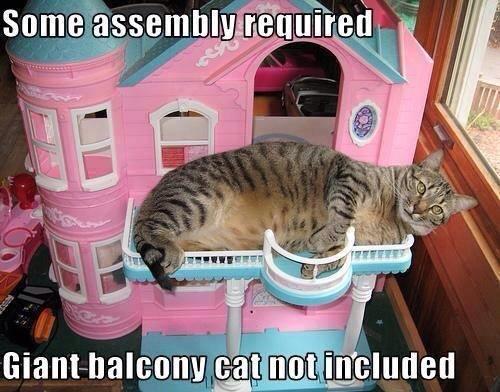 DuaneAAA's tweet photo. #CatboxSunday http://t.co/jqwJB5kguM