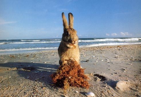 FSidez's tweet image. Hoppy Easter everyone! Let’s go hunt some eggs! #flipflops #Easter