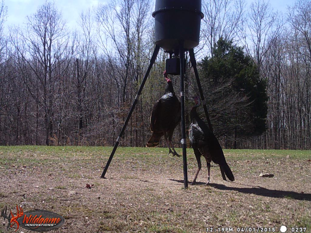 615SouthSide's tweet photo. Empty feeder problems... #ThunderChickens http://t.co/SNmDQlD5mQ