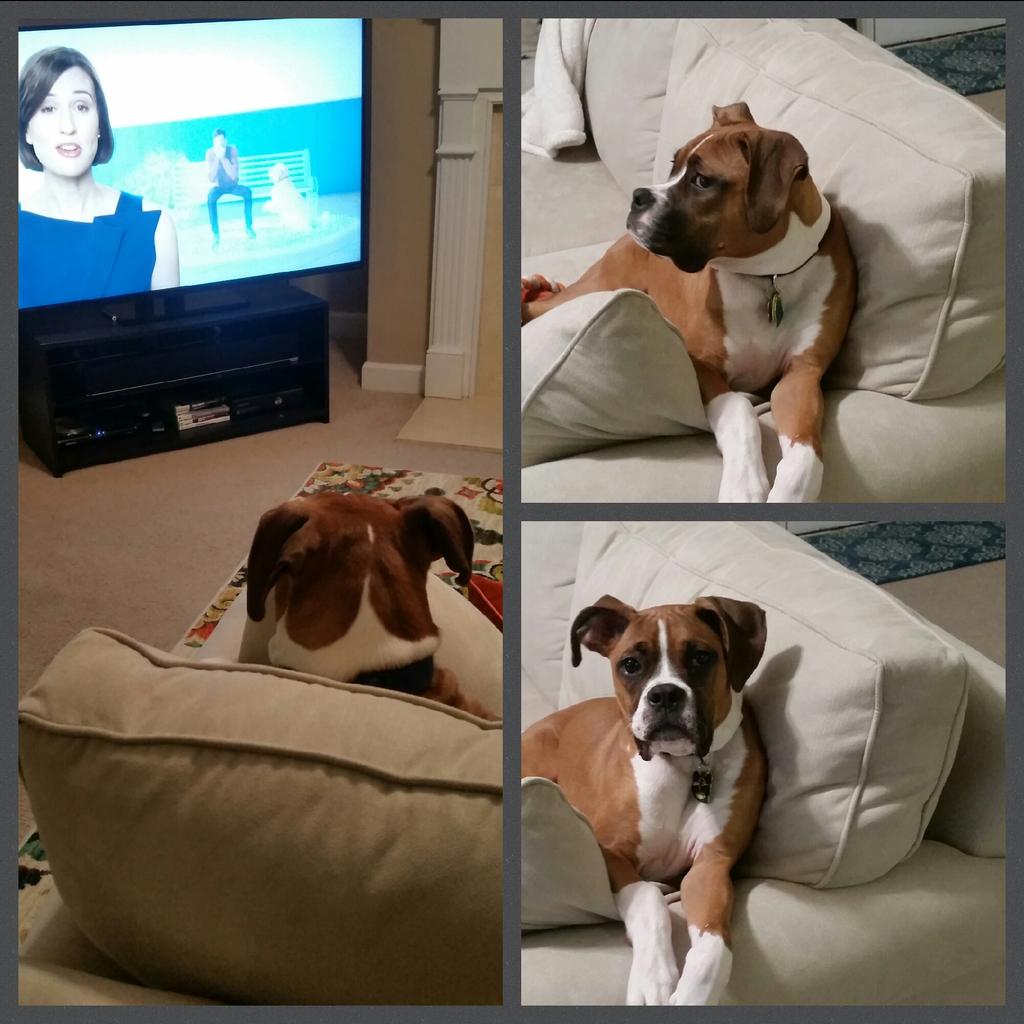 BoxerChronicles's tweet image. Trying to watch TV here!!! #boxerdogfam #boxerpuppy #boxers #dogsoftwitter