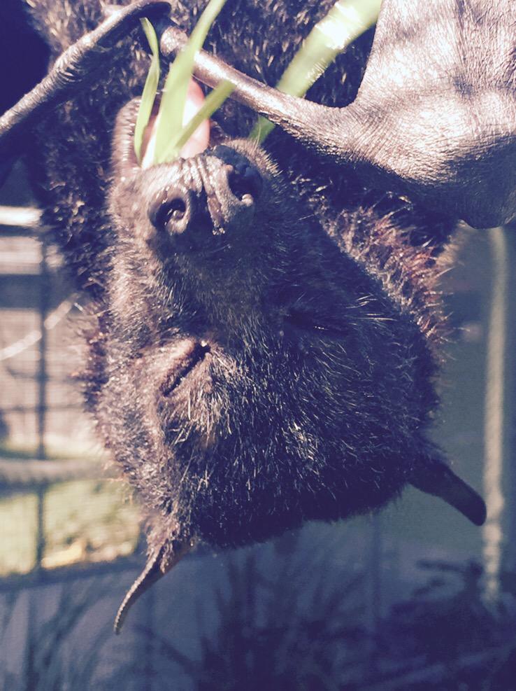 Wolf_six's tweet photo. I've met him! RT @BatConservancy: Happy Easter from @BatConservancy and Arthur! #EasterBat #Easter2015 http://t.co/nKoodaZ52T
