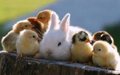Happy Easter tweethearts! 💞🍫🐣🐰🐣🍫💞