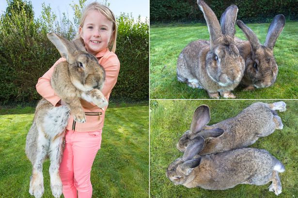 Le Plus Gros Lapin Du Monde Va Ceder Le Trone A Son Fils