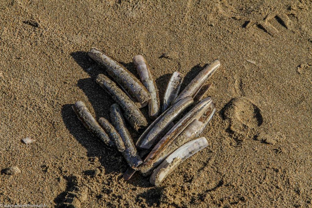 alainandre75's tweet photo. #France #deauville #plage #coquillage #vacances #couleur #alainandre #picoftheday http://t.co/mThEfviRPd