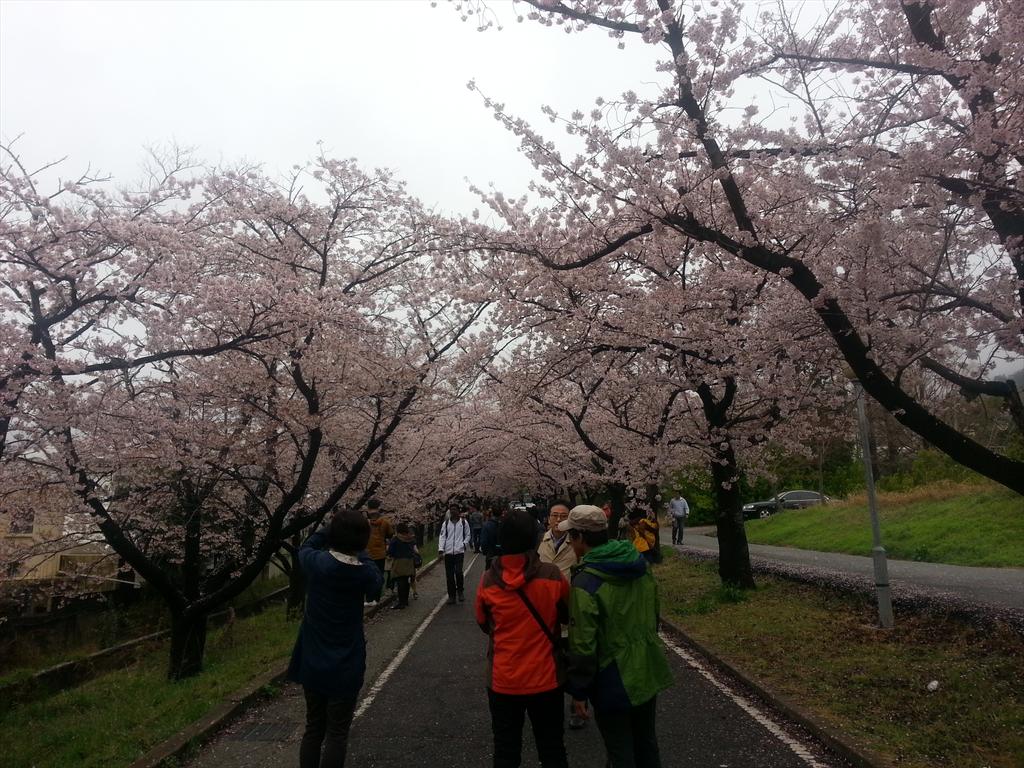 UstadzMafrur's tweet photo. Foto tdi di jinhae cherry blossom fstival
Indah bgt
Kmera tak kn prnah mngalhkan liat lngsung dg mata sndiri :) http://t.co/NbfJMuFvs0