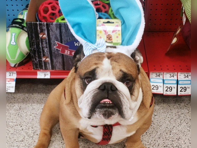 Petco's tweet image. This bunny's ready for an egg hunt! (Pic: @titusbulldog)