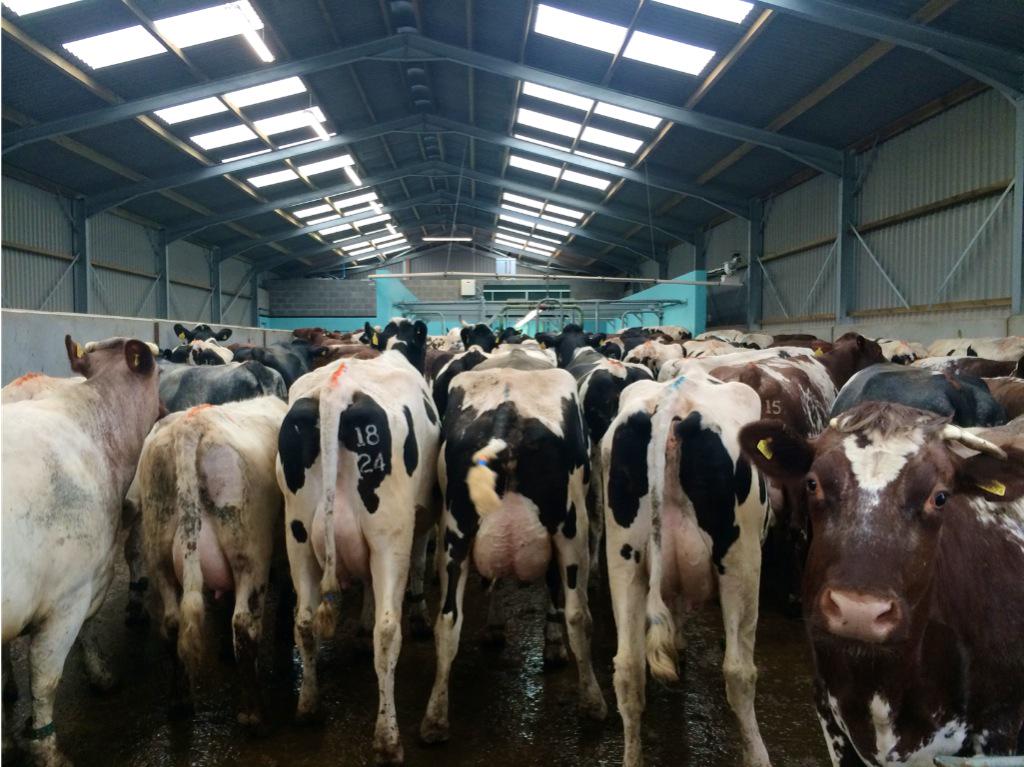 AbiReader's tweet photo. #Easter2015 just remember cows put milk in chocolate! #easterfarming http://t.co/INBMpzrLjs