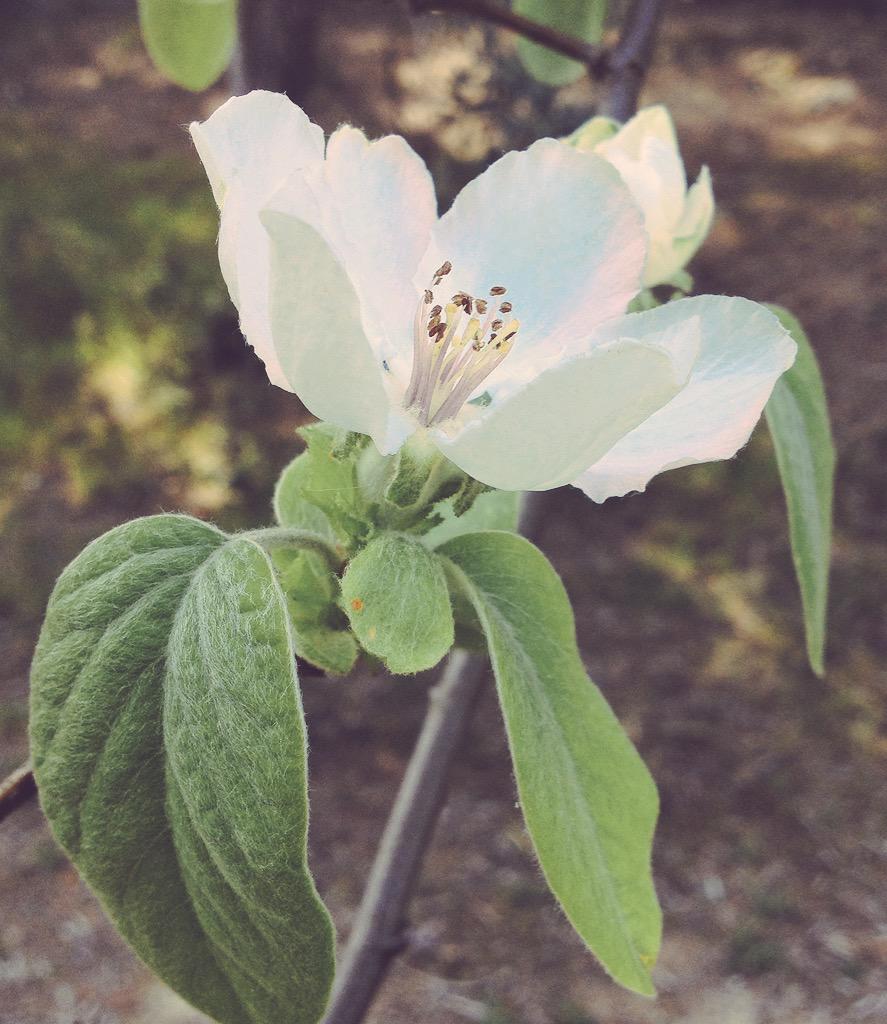 eupalms's tweet image. #codony #membrillo