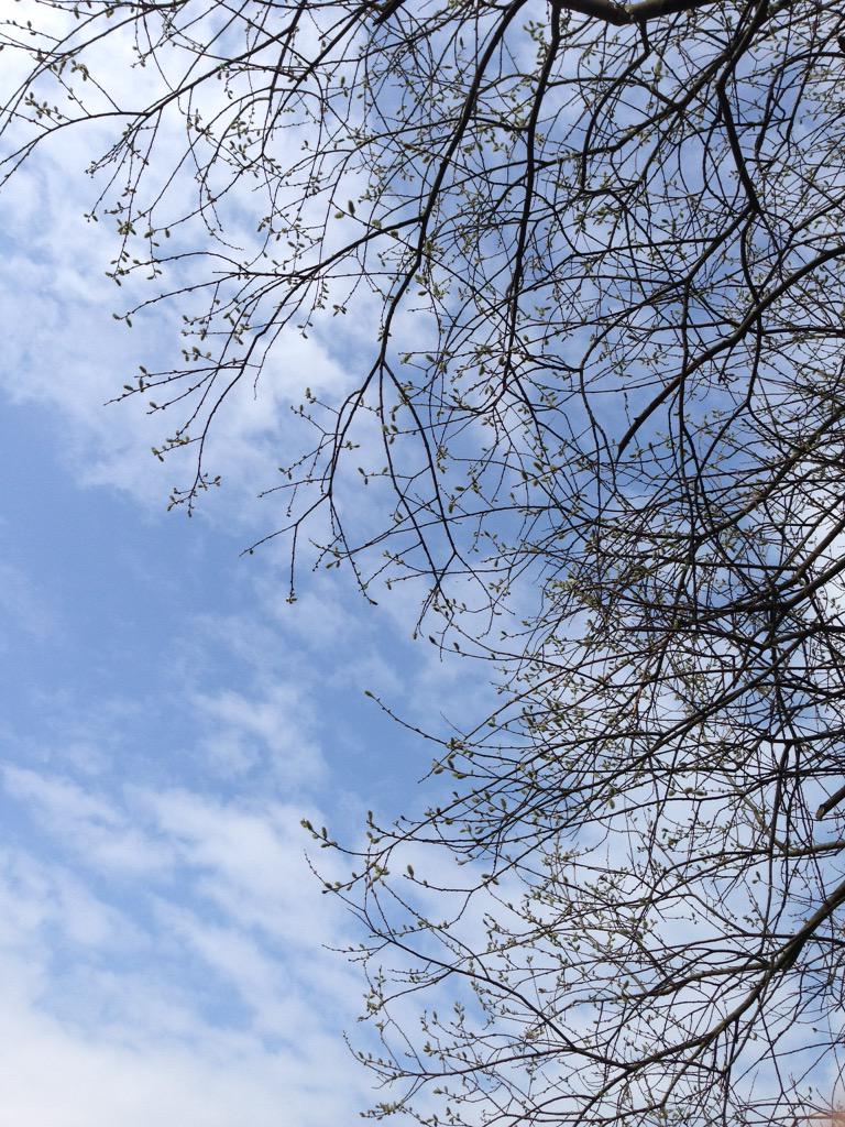 hen_4_'s tweet photo. Dozing in the sunshine under a flowering willow tree that's full of beautiful humming bees #springsings http://t.co/8Zx1qy1ND2
