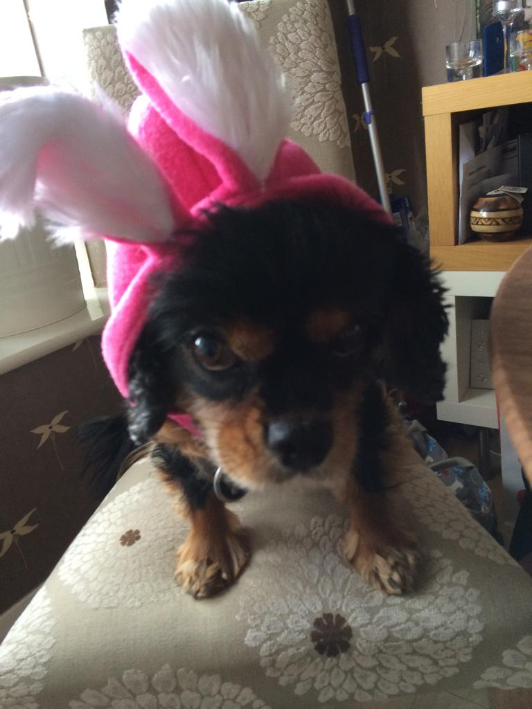 adorablemolly's tweet photo. Happy Easter everyone @HampsteadGaucho http://t.co/oOdXayLYJ1
