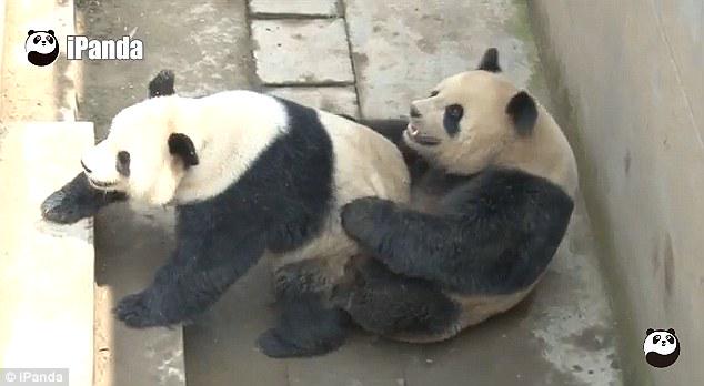 DailyMail's tweet image. Pandas set new record with mating session that lasted 18 minutes and three seconds dailym.ai/1JaCsOe