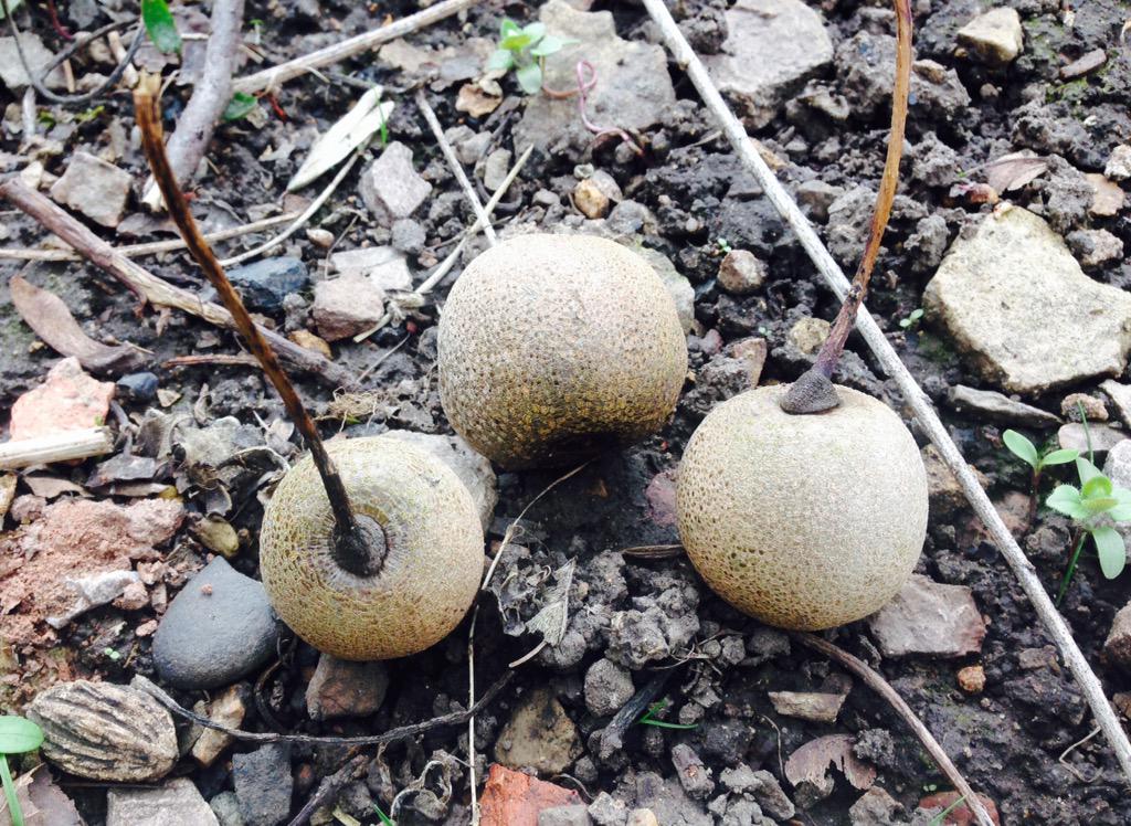 Fruit from same tree, may help with IDing it! Any suggestions? #trees #nonnativetrees