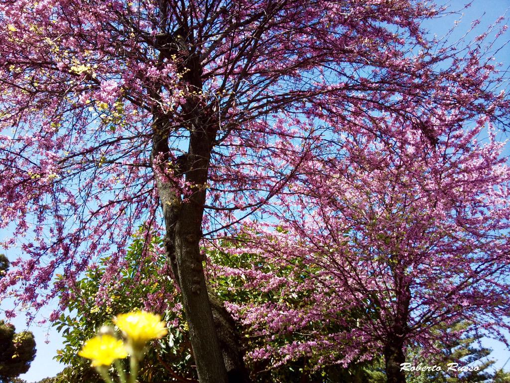 InPalermo's tweet photo. “RoboRusso: @InfoSicilyIt Domenica di Pasqua 2015. I colori dei giardini di Palermo. http://t.co/KDvg71hRVC” #InfoSicily #Sicily #Sicilia”