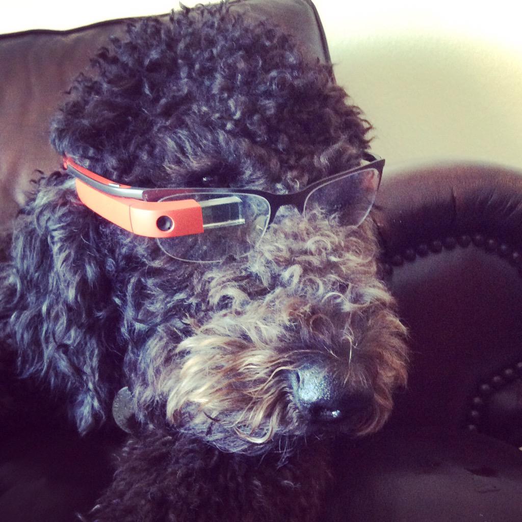 amcdnl's tweet image. The doodle just rockin google glass @googleglass #googleglass #goldendoodle #techpup